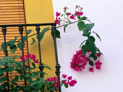 Casa Colibri Bougainvillea II Baja Travel Photo Wall Art Around the World Series Art Print Home Decor La Paz Mexico Photography